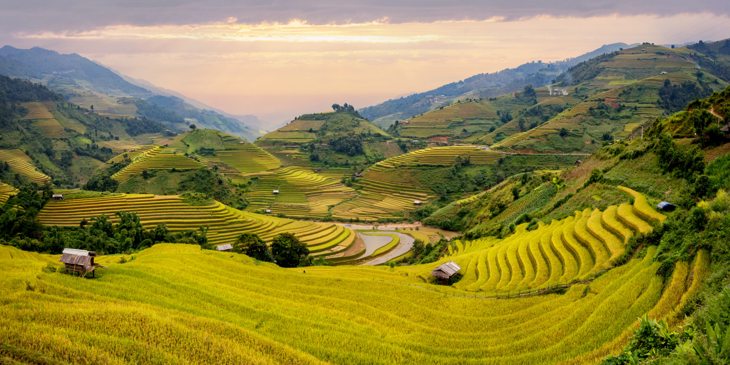 Golden rice terraces in Sapa